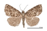 藏品(紅杉夜蛾)的圖片